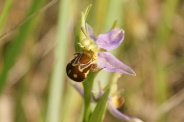 Ophrys-apifera-24-06-2010-0759