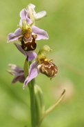 Ophrys-apifera-29-06-2010-1057