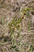 Ophrys-araneola-15-04-2010-6979