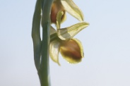 Ophrys-araneola-15-04-2010-7036