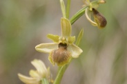Ophrys-sphegodes-05-05-2010-7726