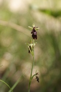 Ophrys-insectifera-18-05-2011-8230
