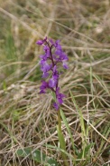 Orchis-mascula-01-05-2010-7550