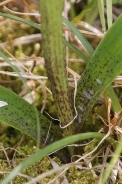 Orchis-mascula-01-05-2010-7553