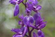 Orchis-mascula-01-05-2010-7561