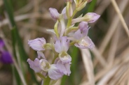 Orchis-provincialis-01-05-2010-7565