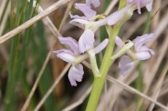 Orchis-provincialis-01-05-2010-7570