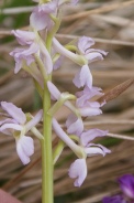 Orchis-provincialis-01-05-2010-7574