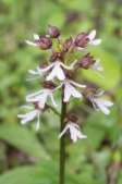 Orchis-purpurea-03-05-2009-1815