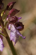 Orchis-purpurea-26-04-2010-7255