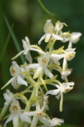 Platanthera-bifolia-29-06-2010-1145