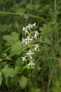 Platanthera-chlorantha-06-06-2009-3668