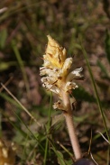 Orobanche-picridis-02-06-2011-9332