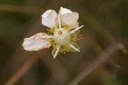 Parnassia-palustris-17-09-2011-5256