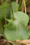 Parnassia-palustris-17-09-2011-5260