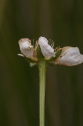 Parnassia-palustris-17-09-2011-5273