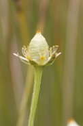 Parnassia-palustris-17-09-2011-5275