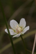 Parnassia-palustris-21-09-2011-5398