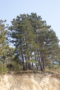 Pinus-nigra-15-04-2010-6998