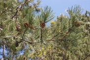 Pinus-nigra-15-04-2010-6999