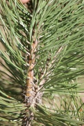 Pinus-nigra-15-04-2010-7003