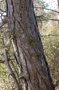 Pinus-nigra-15-04-2010-7007
