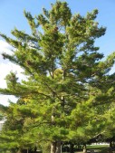 Pinus-strobus-13-09-2008-036