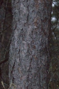 Pinus-sylvestris-07-04-2010-6564