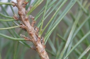 Pinus-sylvestris-07-04-2010-6571