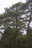Pinus-sylvestris-07-04-2010-6581