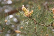 Pinus-sylvestris-11-05-2010-8025