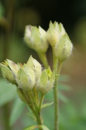 Polemonium-caeruleum-01-07-2009-7317