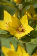 Lysimachia-punctata-07-06-2009-4277