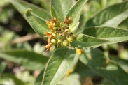 Lysimachia-punctata-15-07-2011-2533