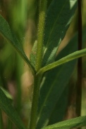 Lysimachia-vulgaris-20-07-2010-2669