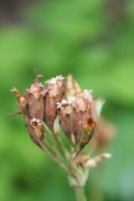 Primula-elatior-09-07-2009-9282