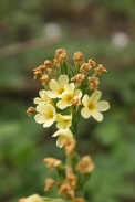 Primula-elatior-13-04-2011-6635