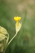 Primula-veris-13-04-2011-6815