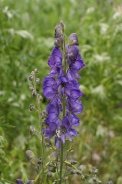 Aconitum-napellus-06-06-2009-4073