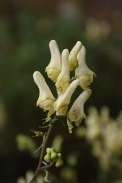 Aconitum-vulparia-18-07-2009-0602