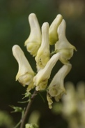 Aconitum-vulparia-18-07-2009-0603