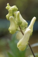 Aconitum-vulparia-18-07-2009-06046