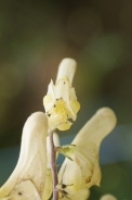 Aconitum-vulparia-18-07-2009-0607