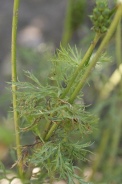 Adonis-annua-30-06-2010-1640