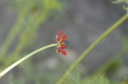 Adonis-annua-30-06-2010-1642