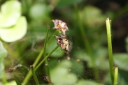 Caltha-palustris-08-07-2010-2484