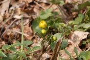 Caltha-palustris-13-04-2010-6818