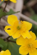 Caltha-palustris-13-04-2010-6950