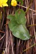 Caltha-palustris-18-04-2012-6078