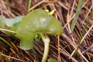 Caltha-palustris-18-04-2012-6082